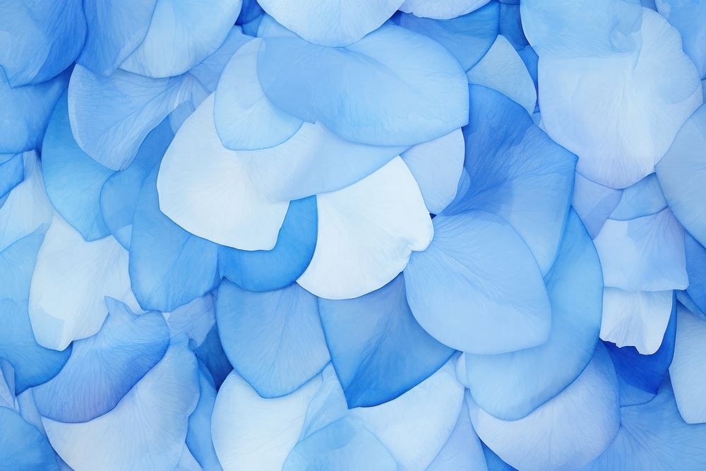 Blue rose petals background backgrounds turquoise freshness.