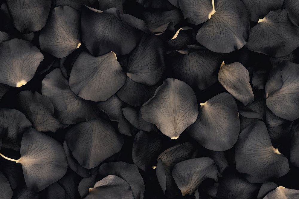 Black rose petals background backgrounds monochrome abundance.