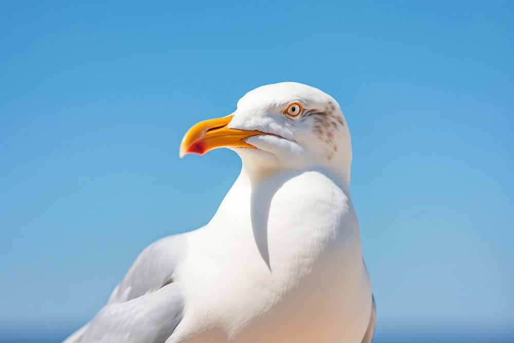 Seagull animal beak bird.