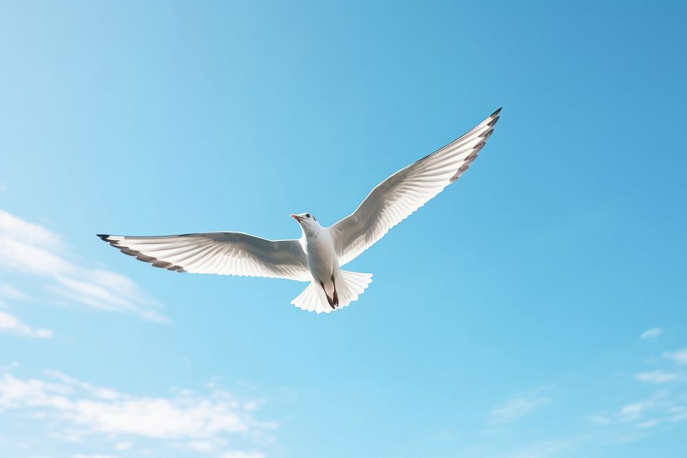 Seagull flying animal bird.