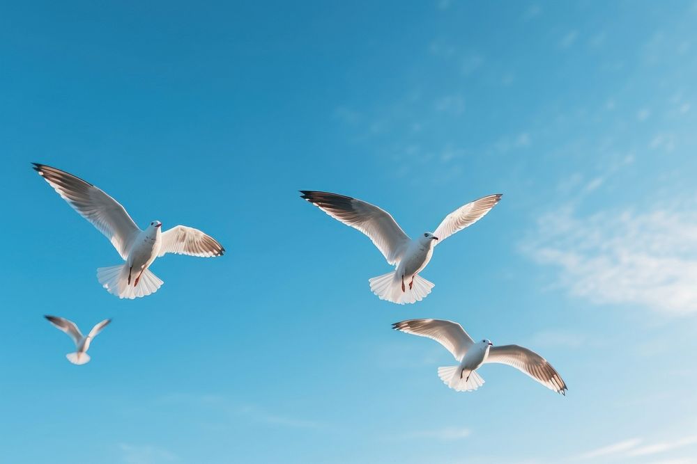 Seagulls flying outdoors animal.