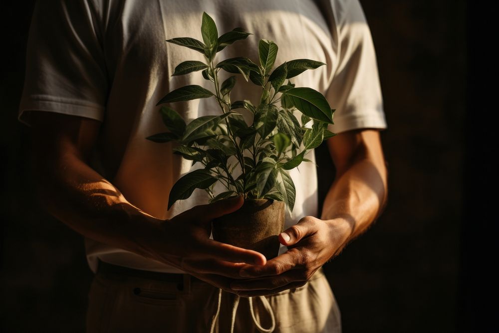 A person holding a plant gardening nature adult.
