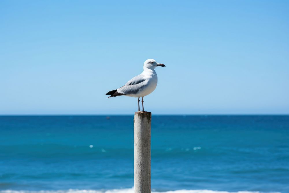 Seagull outdoors horizon nature.