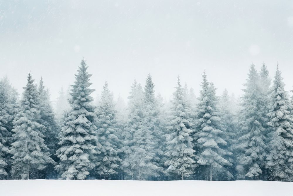 Pine trees and snow frame outdoors nature winter.