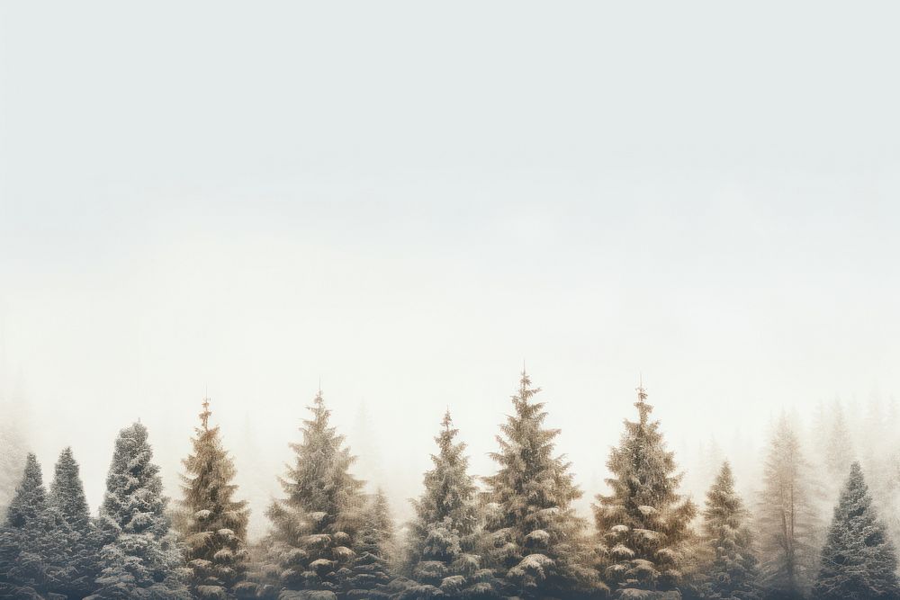 Pine trees and snow frame outdoors nature forest.