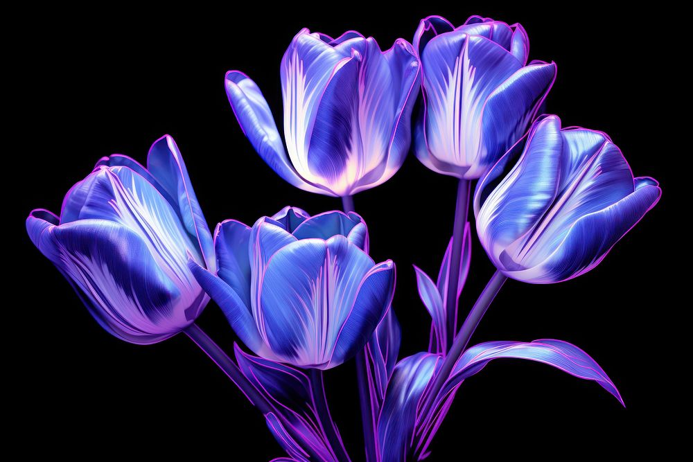 Tulips flower purple violet.