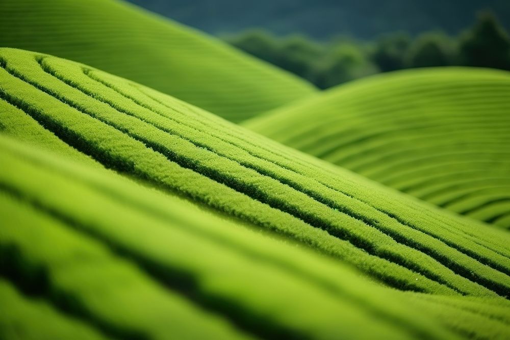 Green tea field backgrounds landscape.