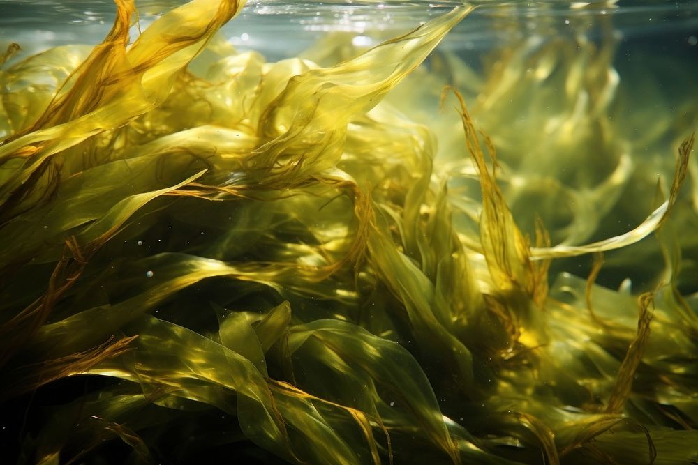 Seaweed kelp macrocystis underwater.