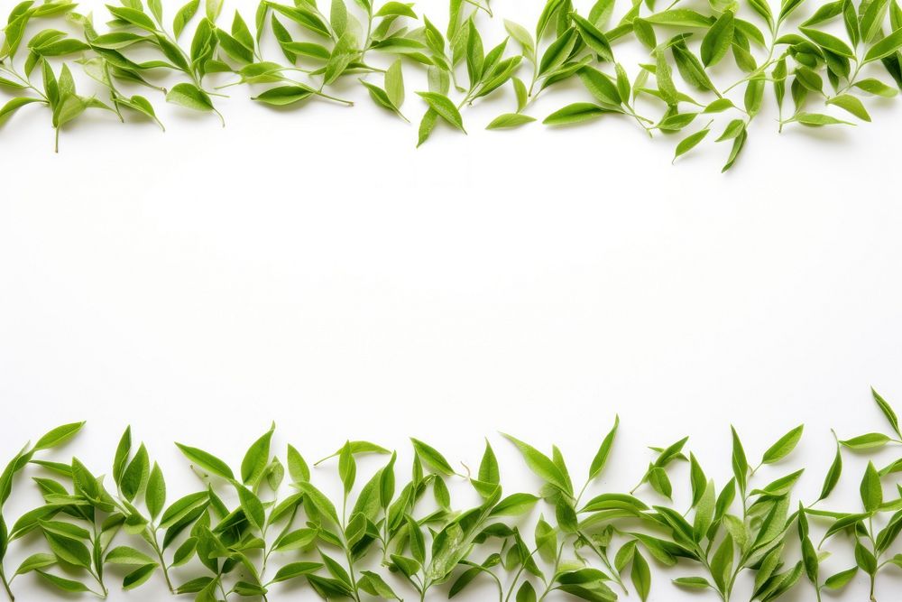 Green tea backgrounds plant herbs.