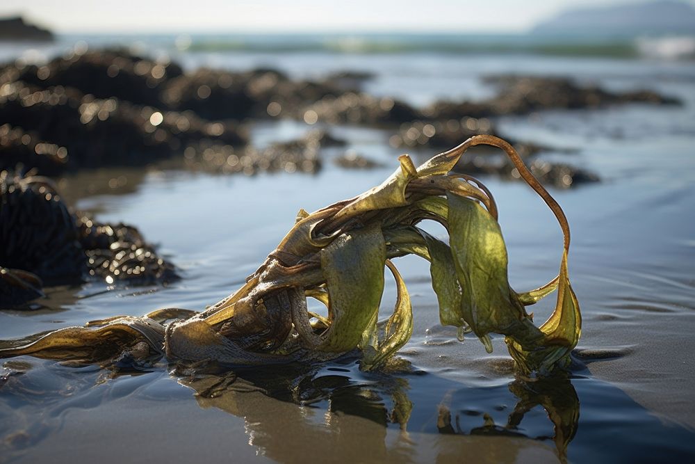Seaweed beach macrocystis tranquility.