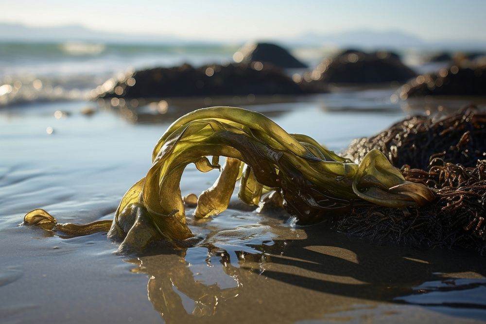 Seaweed animal beach macrocystis.