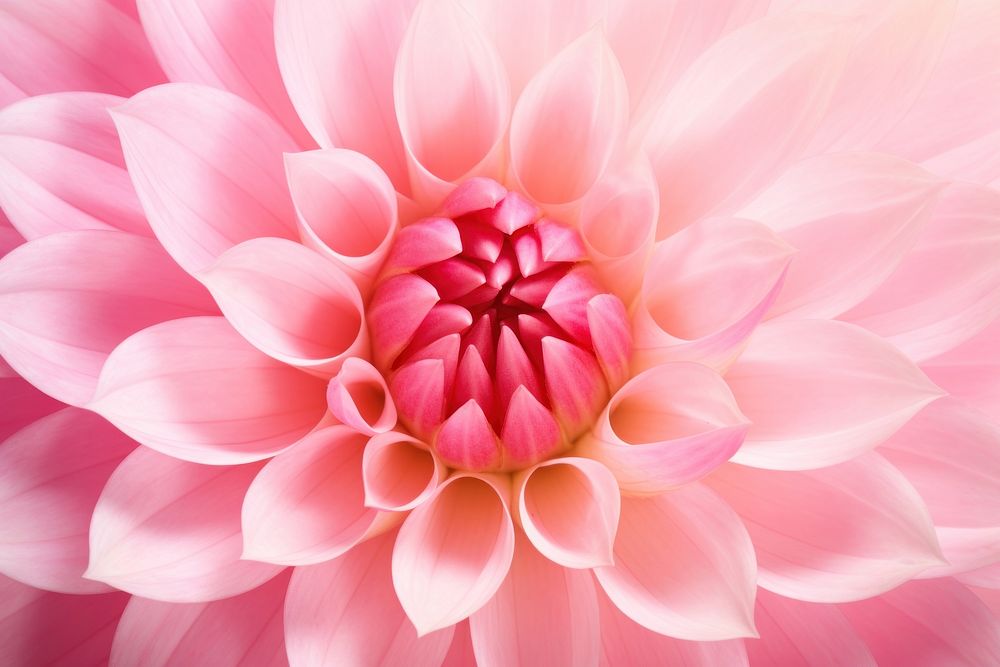 Pink water lily backgrounds dahlia flower.