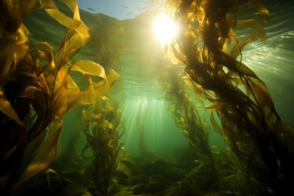 Seaweed outdoors nature kelp.
