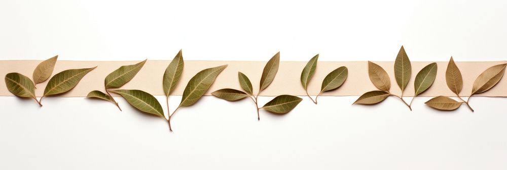 Horizontal leaf pattern paper strip tape plant white background branch.