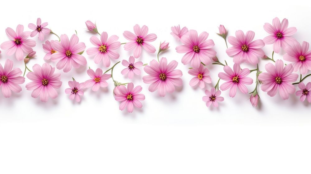 Pink flower pattern adhesive strip backgrounds blossom petal.