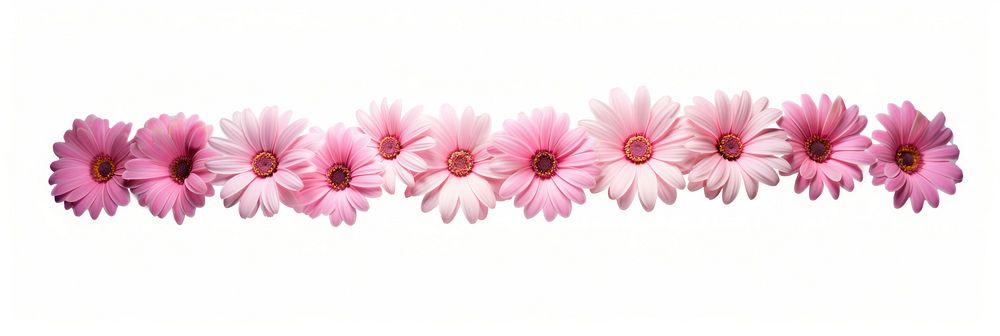 Pink flower pattern adhesive strip petal plant white background.