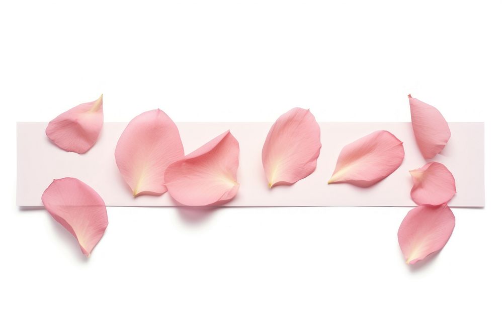 Rose watermark paper adhesive strip petal plant white background.