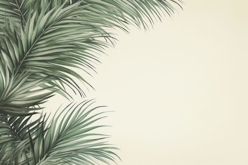 Realistic vintage drawing of palm leaves border backgrounds nature sketch.
