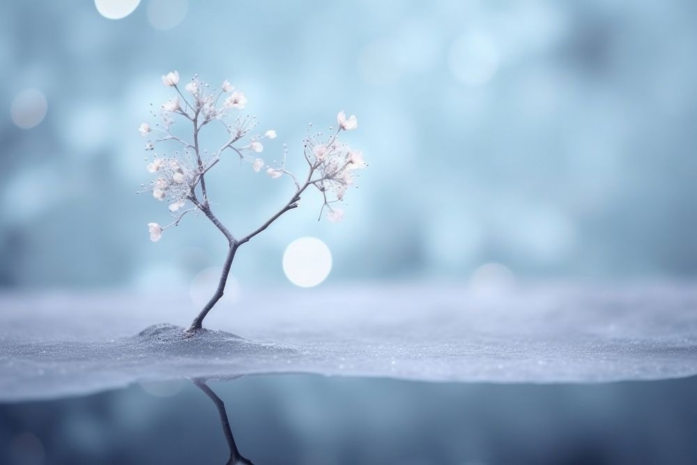 Snowfall tree Winter bokeh flower outdoors blossom.