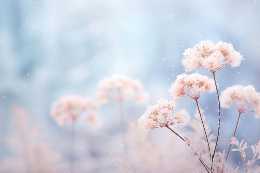 Snowfall pine Winter bokeh flower outdoors blossom.