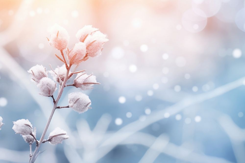 Snowfall pine Winter bokeh flower outdoors blossom.