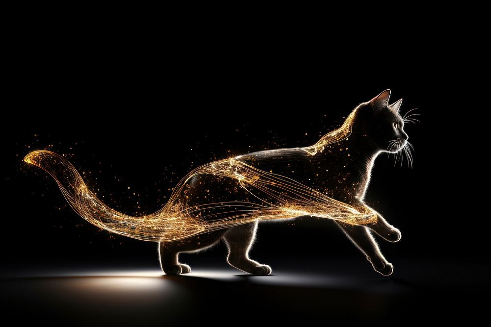 Cat running sparkle light glitter animal mammal pet.