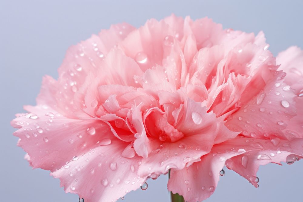 Water droplet on carnation blossom flower nature.