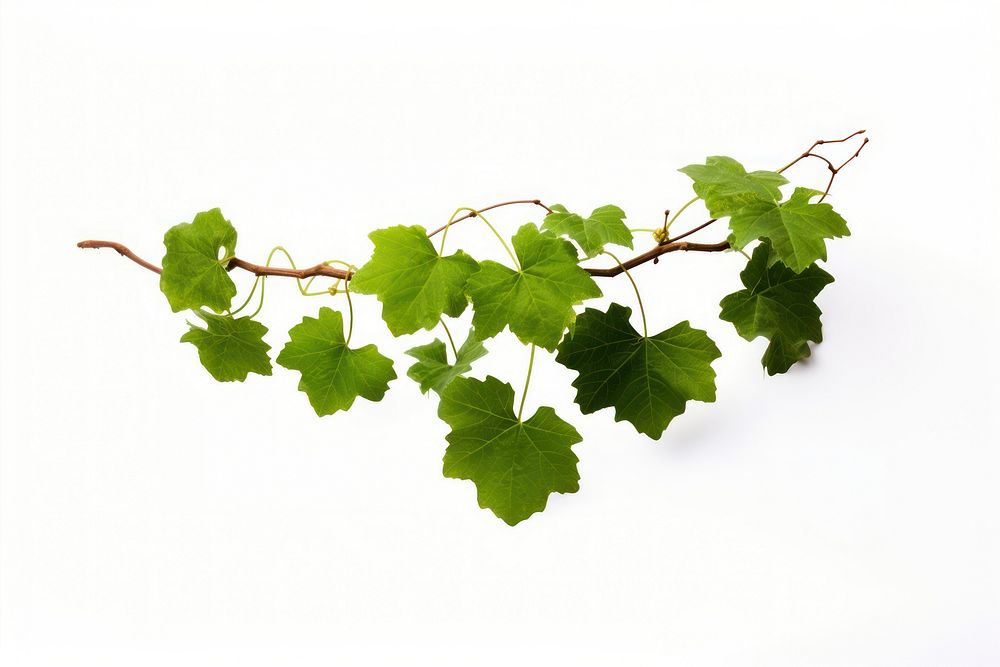 Grape leaves vine plant branch grape leaf.