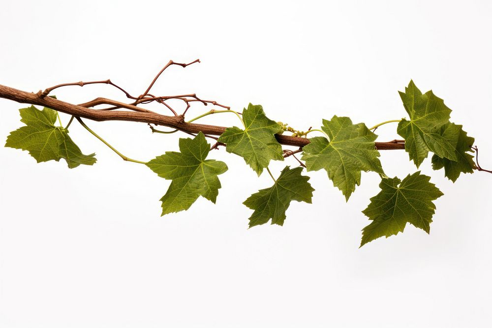 Grape leaves vine plant branch grape leaf.
