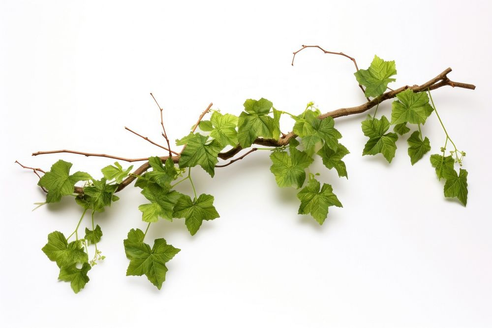 Grape leaves vine plant branch grape leaf.