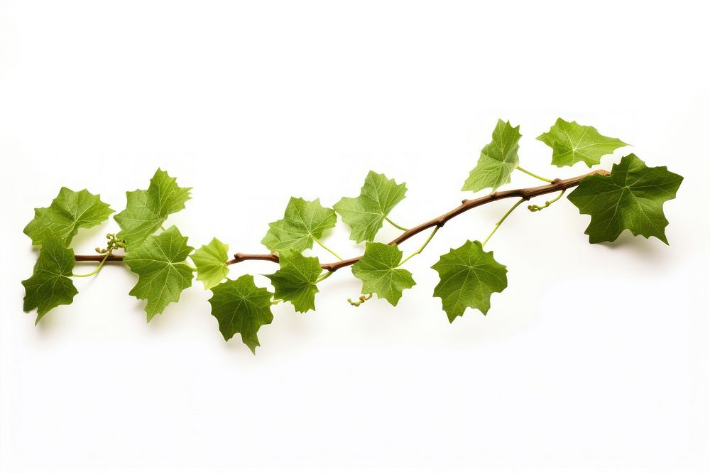 Grape leaves vine plant branch grape leaf.
