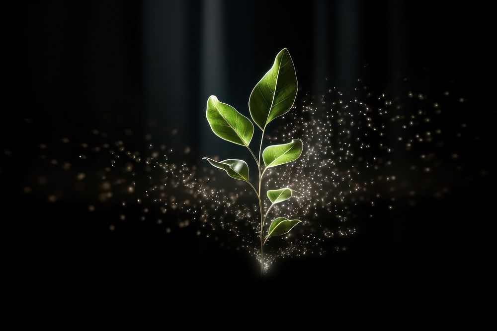 Plant shape sparkle light glitter leaf star black background.