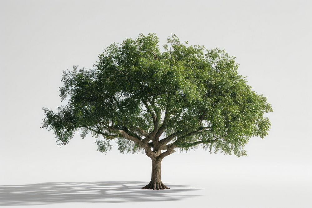 World environment tree plant oak.