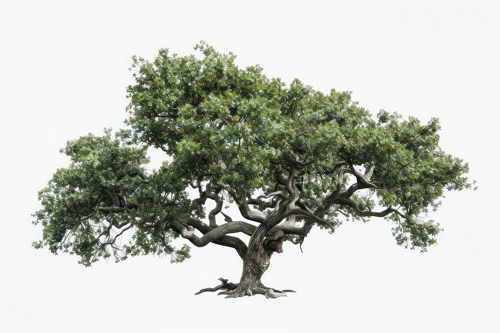 World environment tree bonsai plant.