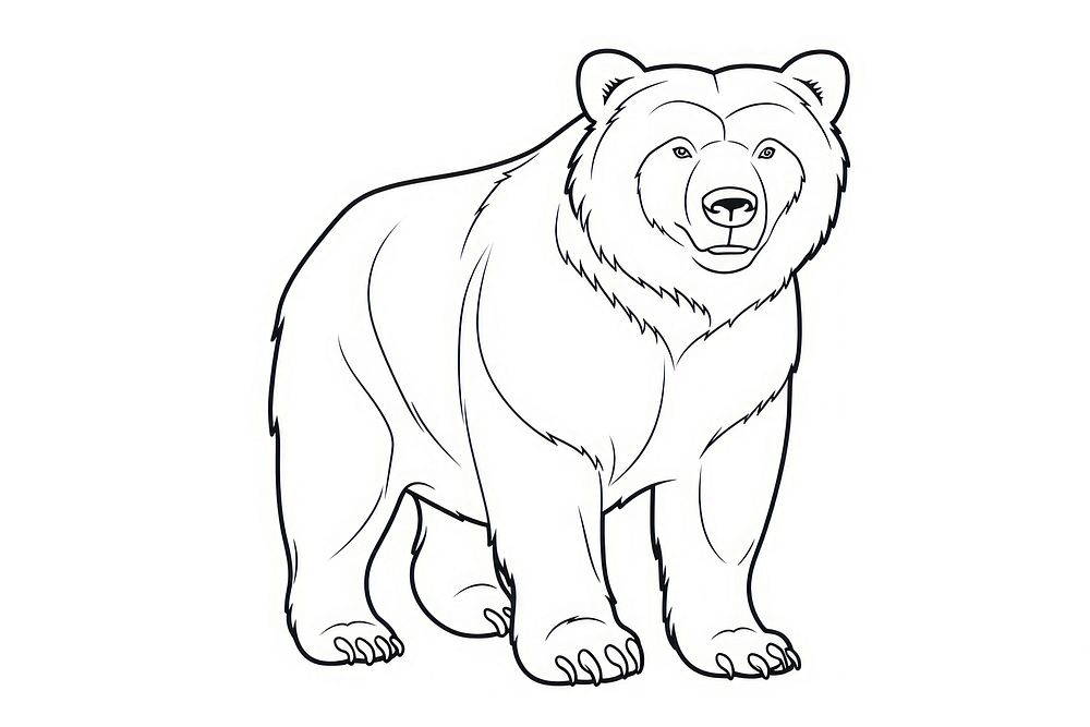 Bear sketch drawing mammal.