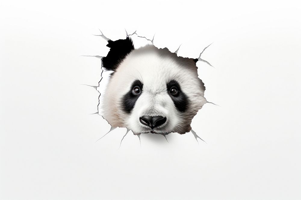 Torn strip of panda paper wildlife mammal animal.