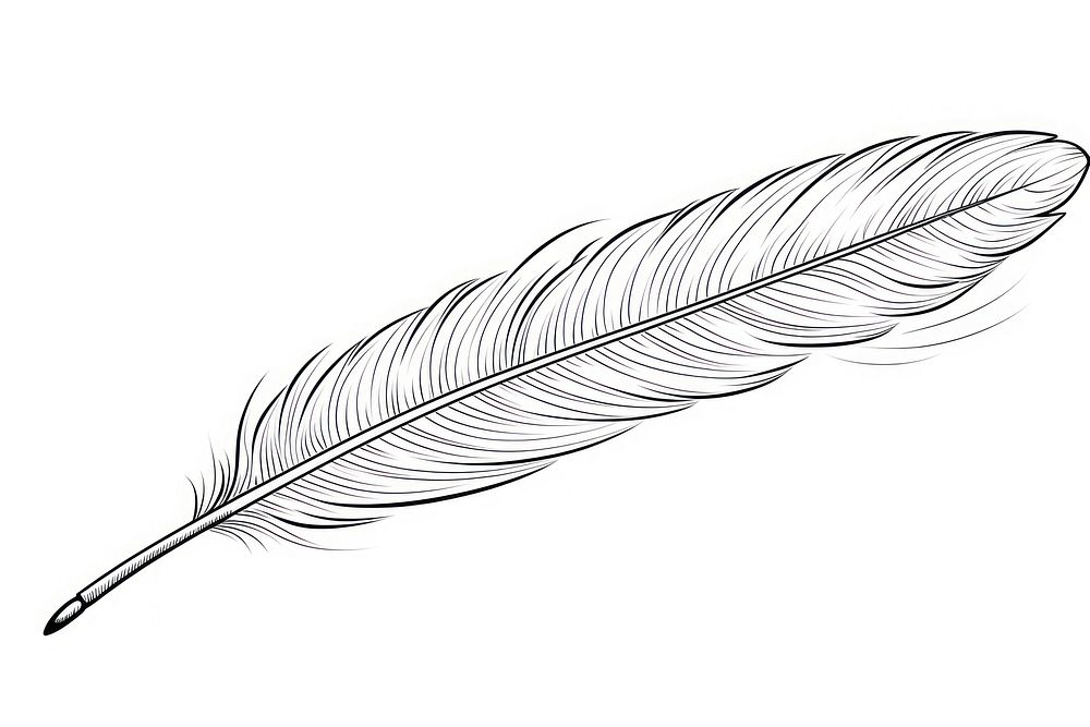 Feather sketch drawing line.