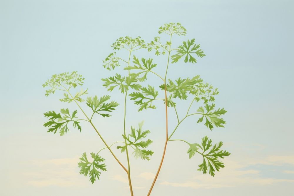 Painting of chervil parsley plant herbs.