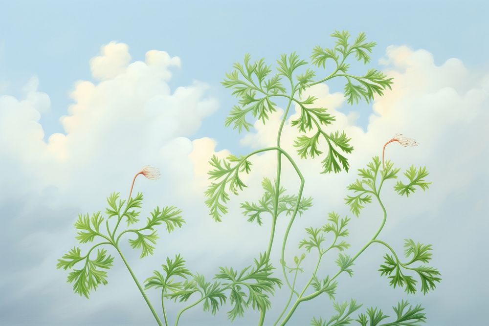 Painting of chervil outdoors pattern nature.