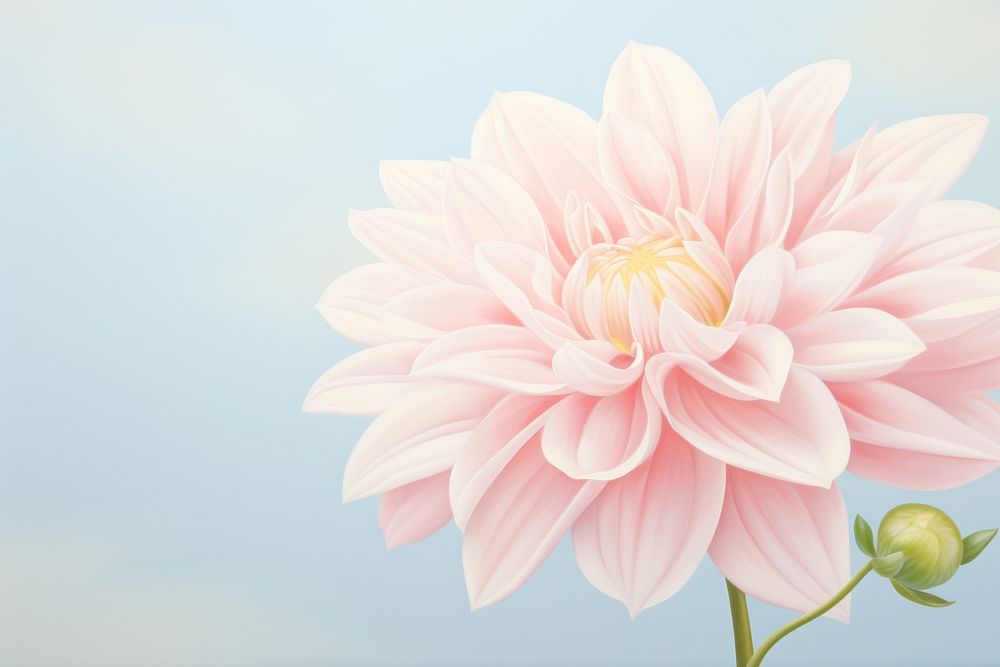 Painting of dahlia flower plant rose.