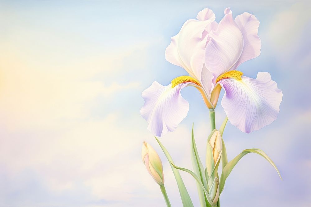 Painting of iris outdoors blossom nature.