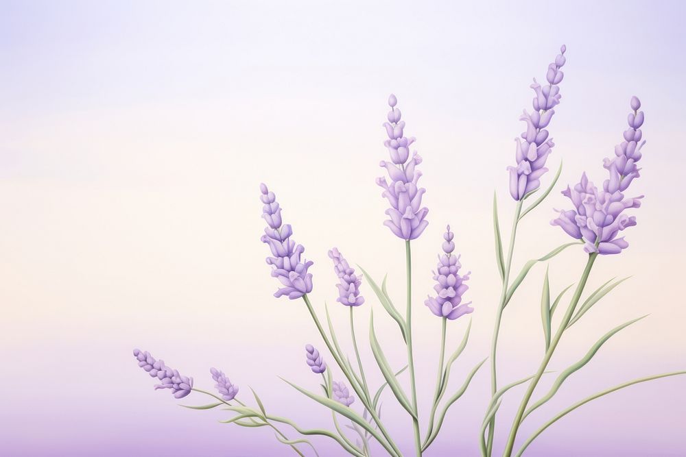 Painting of super close-up lavender backgrounds blossom flower.