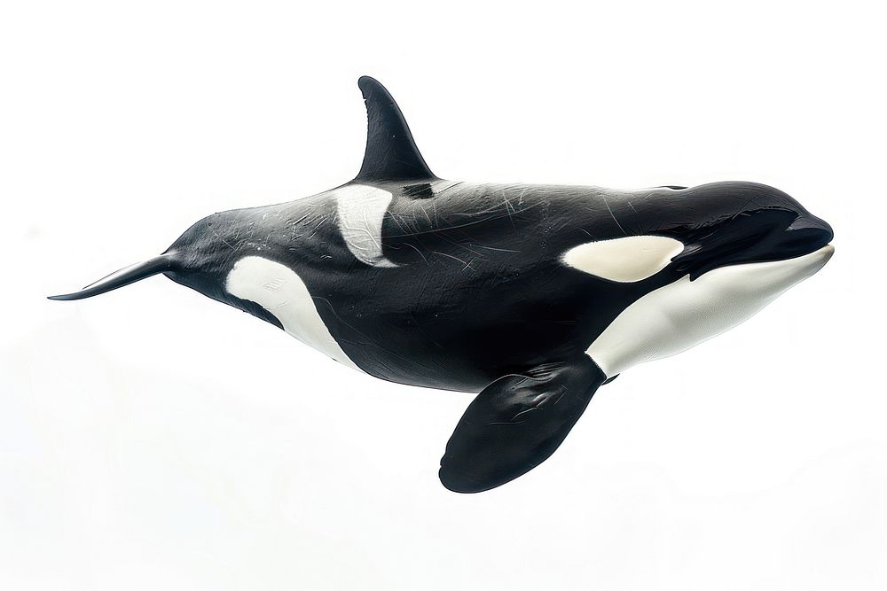 Orca animal mammal whale.