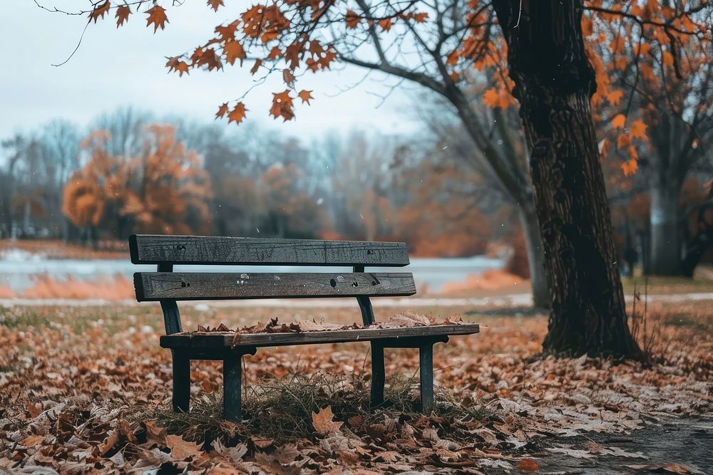 Bench under the tree in a park on a winter day furniture autumn tranquility.