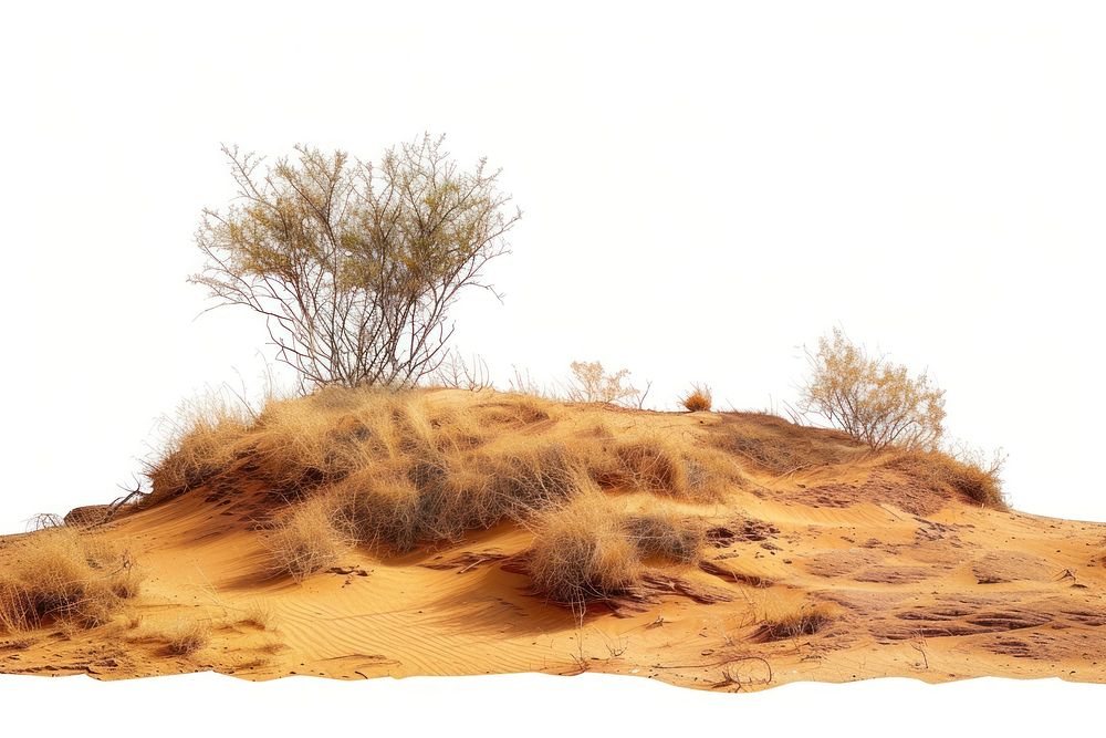 Desert outdoors nature sand.