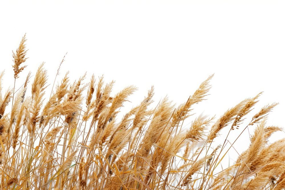 Outdoors plant wheat white background.