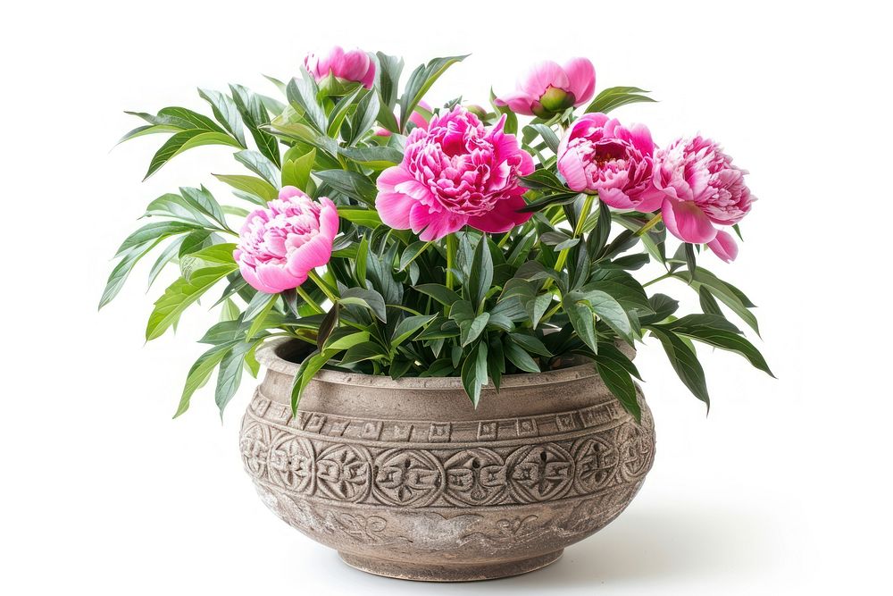 Peony in a cute pot flower plant white background.