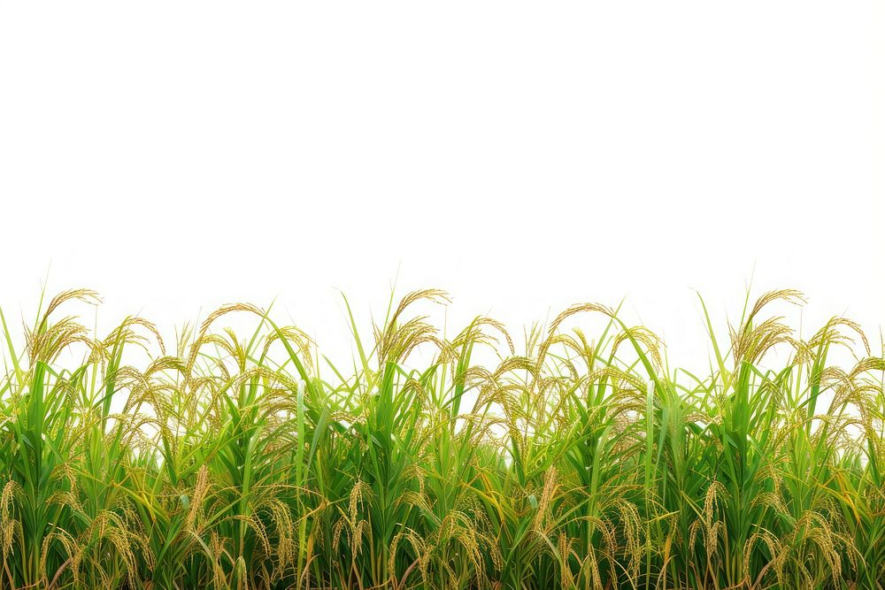 Rice field nature agriculture backgrounds.