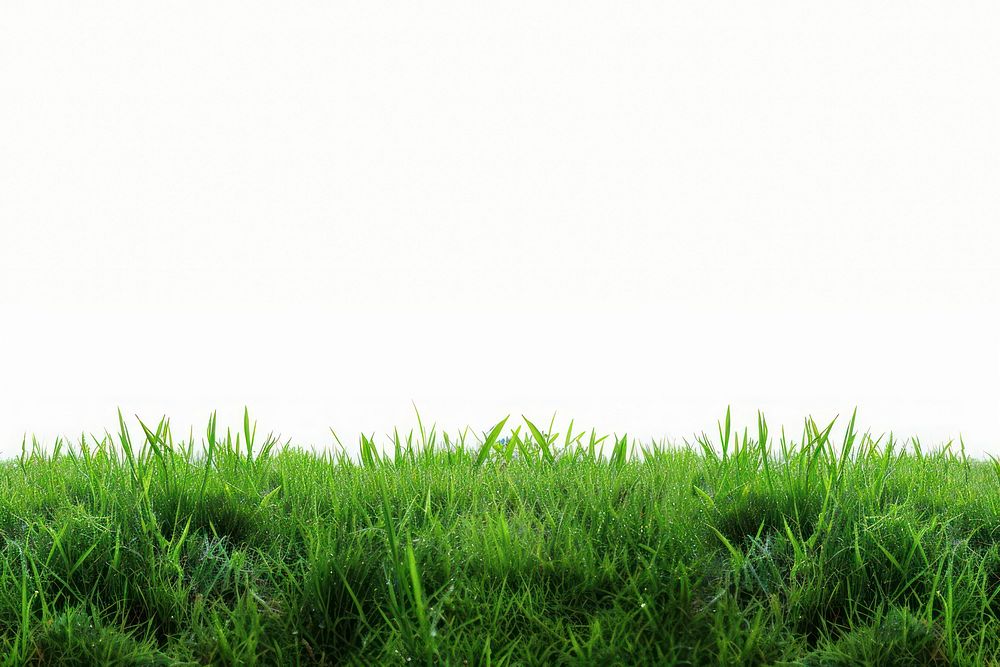 Backgrounds grass plant field.