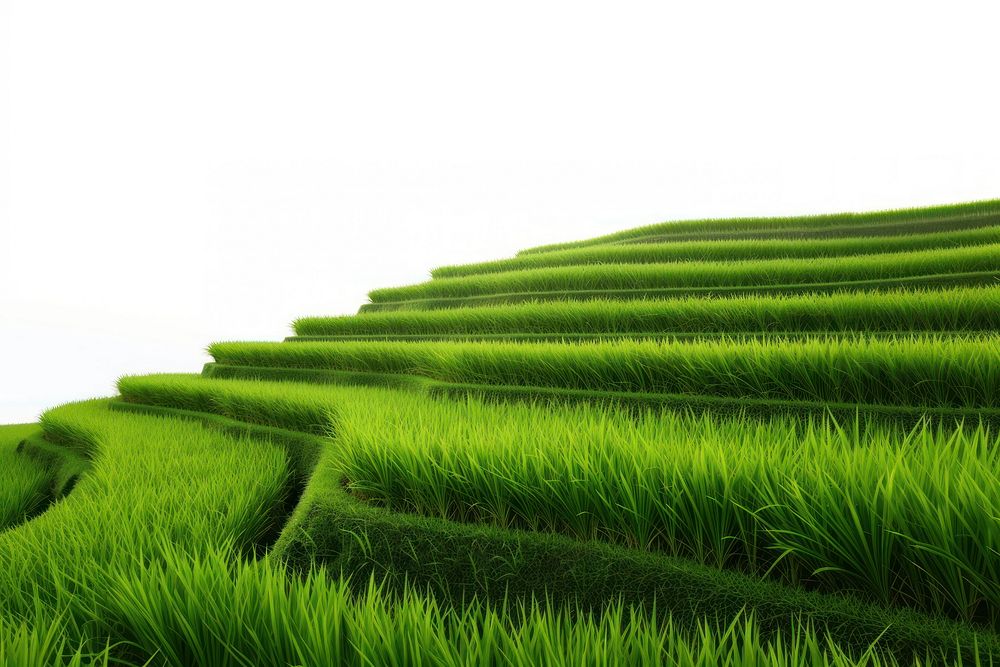 Rice terrace landscape nature agriculture.